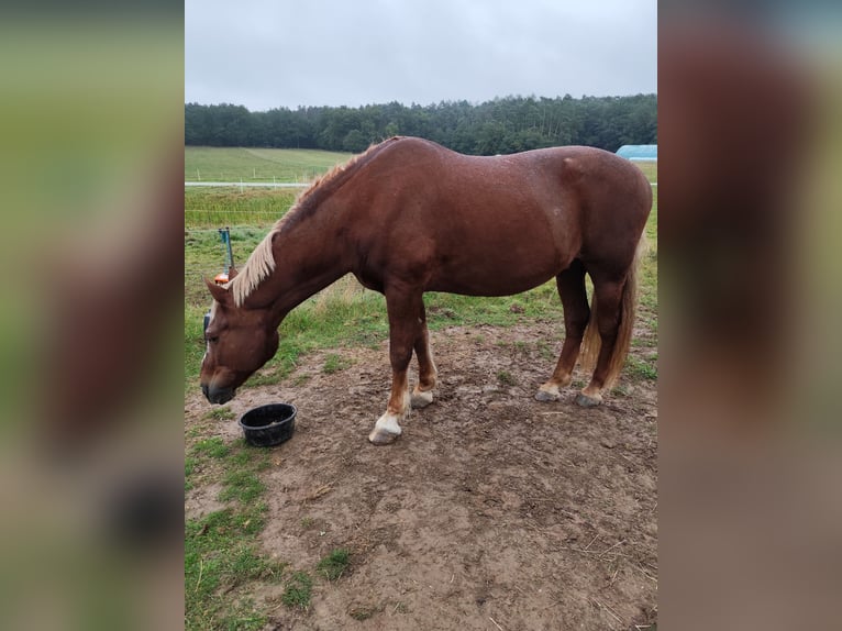 Draft Horse Mix Gelding 21 years 16 hh Chestnut-Red in Lohr am Main