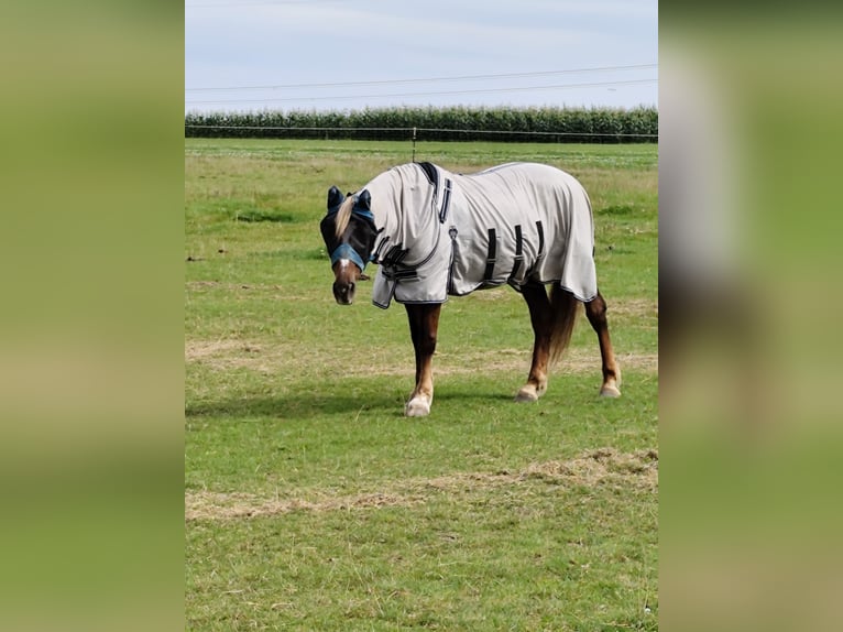 Draft Horse Mix Gelding 21 years 16 hh Chestnut-Red in Lohr am Main