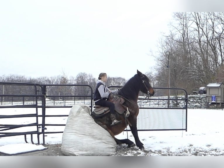 Draft Horse Mix Gelding 3 years 14,3 hh Roan-Bay in New Holland