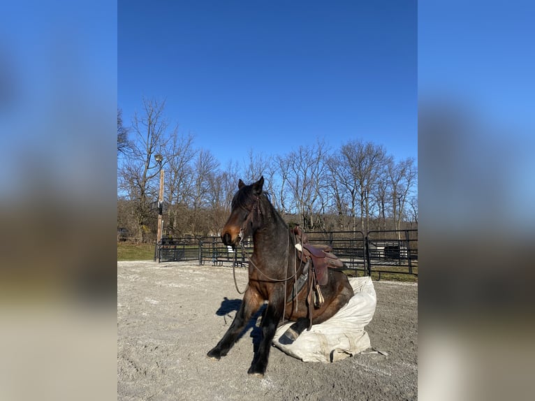 Draft Horse Mix Gelding 3 years 14,3 hh Roan-Bay in New Holland