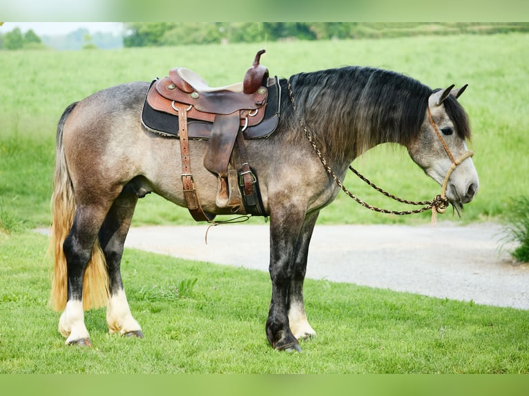 Draft Horse Gelding 3 years 15.1 hh Grey-Blue-Tan in München
