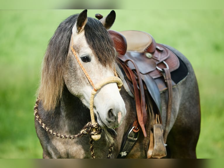 Draft Horse Gelding 3 years 15.1 hh Grey-Blue-Tan in München