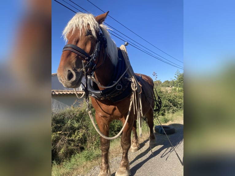 Draft Horse Gelding 3 years 15.1 hh Palomino in Saint Victor des oules