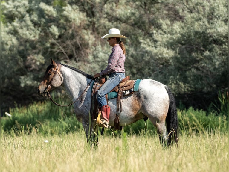 Draft Horse Mix Gelding 3 years 15,3 hh Roan-Bay in Kirtland