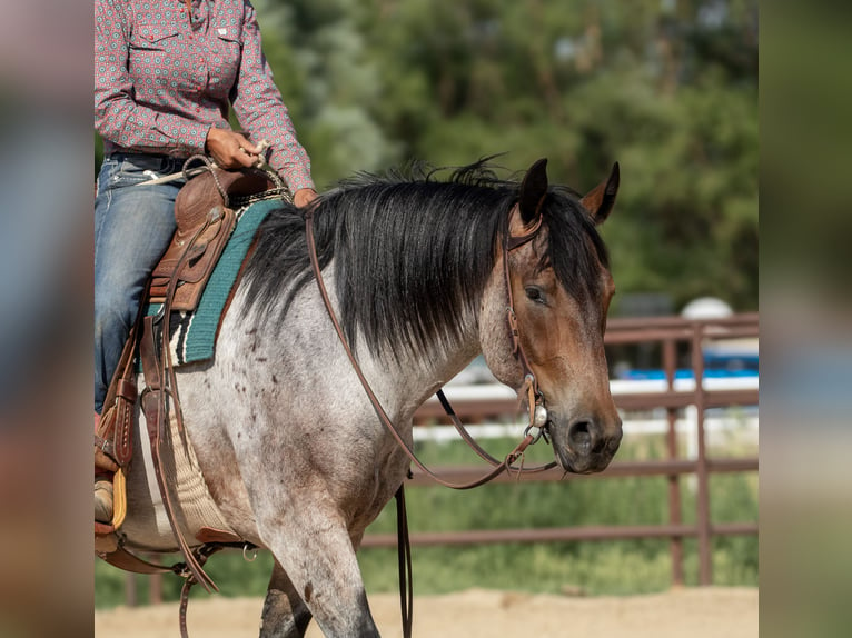 Draft Horse Mix Gelding 3 years 15,3 hh Roan-Bay in Kirtland