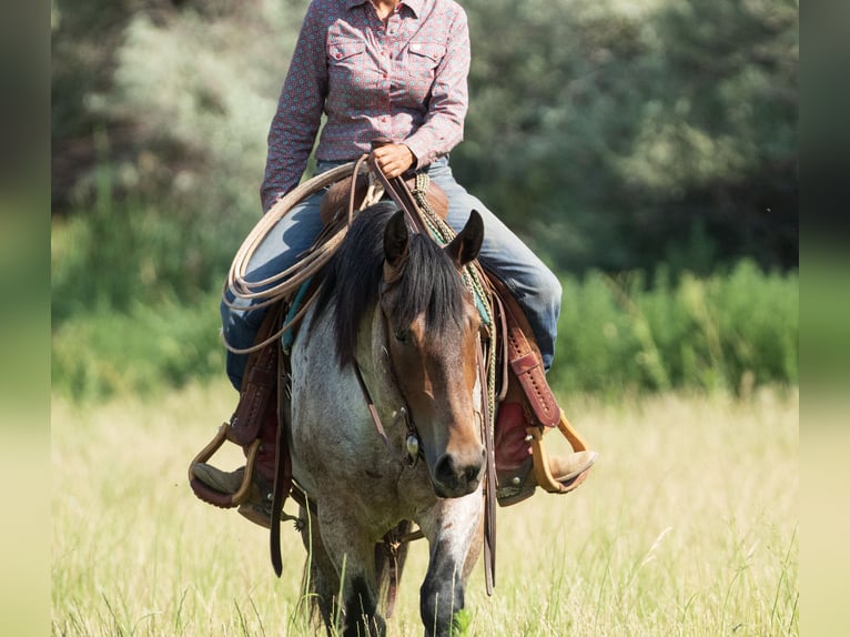 Draft Horse Mix Gelding 3 years 15,3 hh Roan-Bay in Kirtland