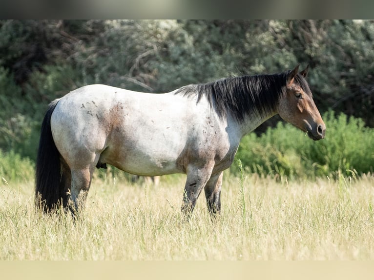 Draft Horse Mix Gelding 3 years 15,3 hh Roan-Bay in Kirtland