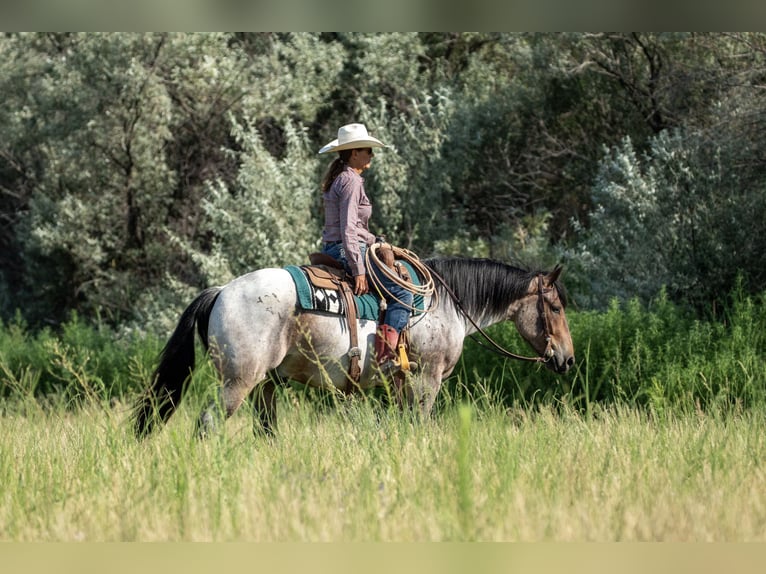 Draft Horse Mix Gelding 3 years 15,3 hh Roan-Bay in Kirtland