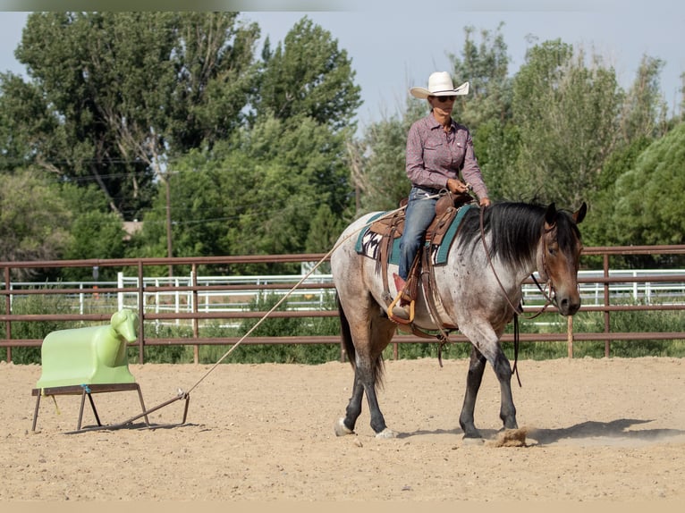 Draft Horse Mix Gelding 3 years 15,3 hh Roan-Bay in Kirtland