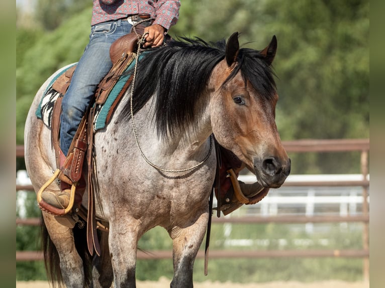 Draft Horse Mix Gelding 3 years 15,3 hh Roan-Bay in Kirtland