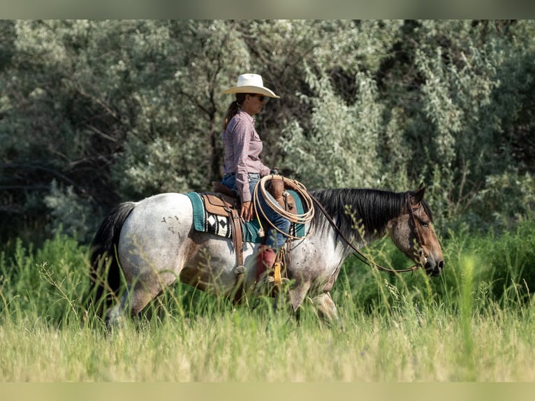 Draft Horse Mix Gelding 3 years 15,3 hh Roan-Bay in Kirtland