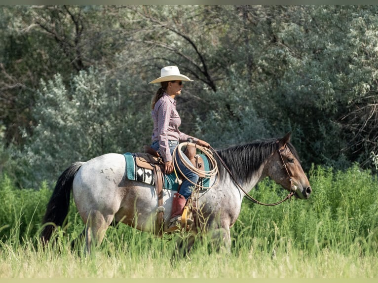 Draft Horse Mix Gelding 3 years 15,3 hh Roan-Bay in Kirtland