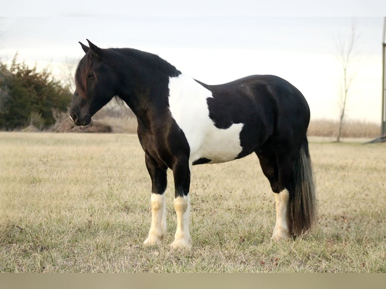 Draft Horse Mix Gelding 3 years 15 hh in Cincinnati, IA