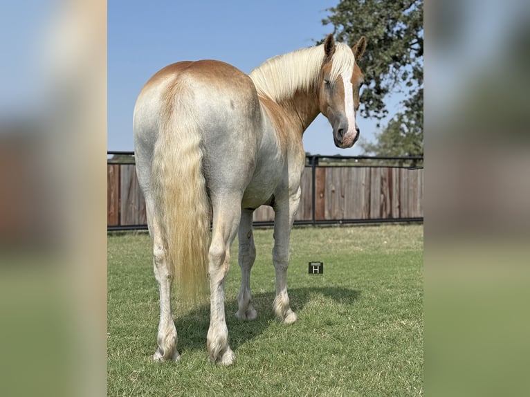 Draft Horse Mix Gelding 3 years 15,1 hh Sorrel in Jacksboro,TX