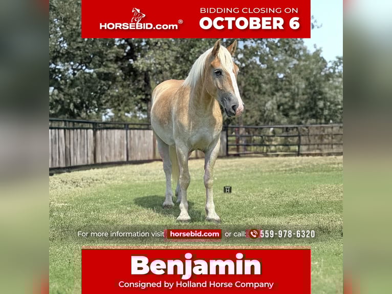 Draft Horse Mix Gelding 3 years 15,1 hh Sorrel in Jacksboro,TX