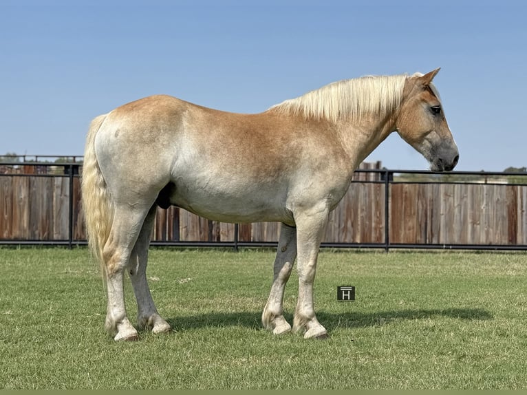 Draft Horse Mix Gelding 3 years 15,1 hh Sorrel in Jacksboro,TX