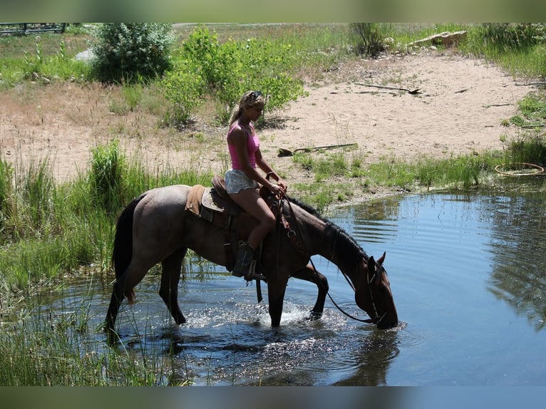 Draft Horse Gelding 3 years 15,2 hh Roan-Bay in Fort Collins