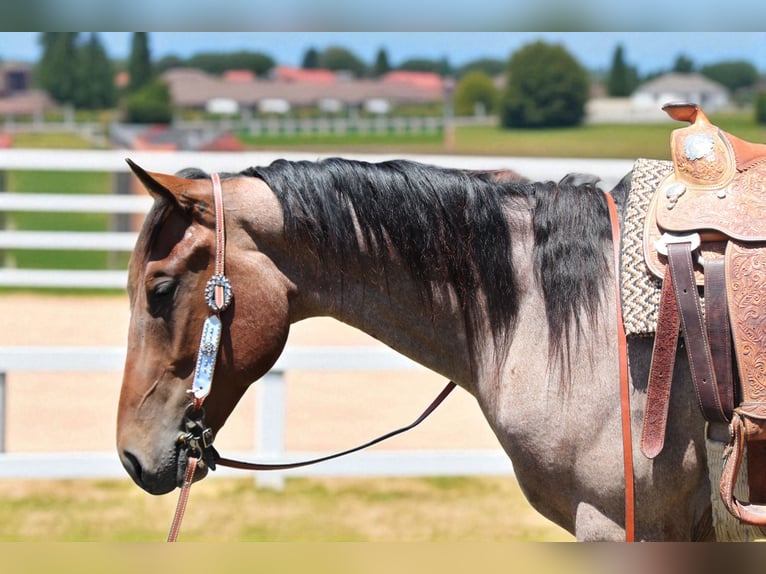 Draft Horse Gelding 3 years 15,2 hh Roan-Bay in Fort Collins