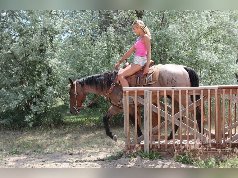 Draft Horse Gelding 3 years 15,2 hh Roan-Bay in Fort Collins