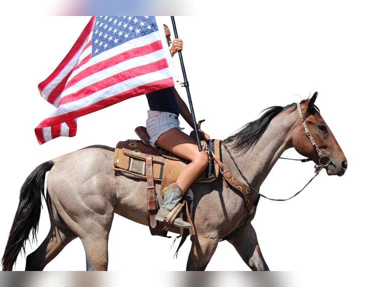 Draft Horse Gelding 3 years 15,2 hh Roan-Bay in Fort Collins