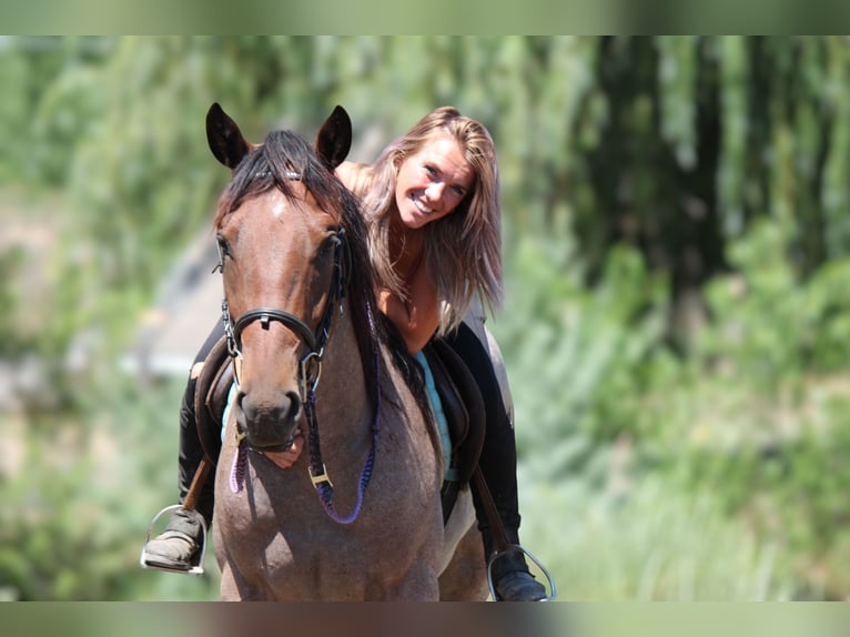 Draft Horse Gelding 3 years 15,2 hh Roan-Bay in Fort Collins