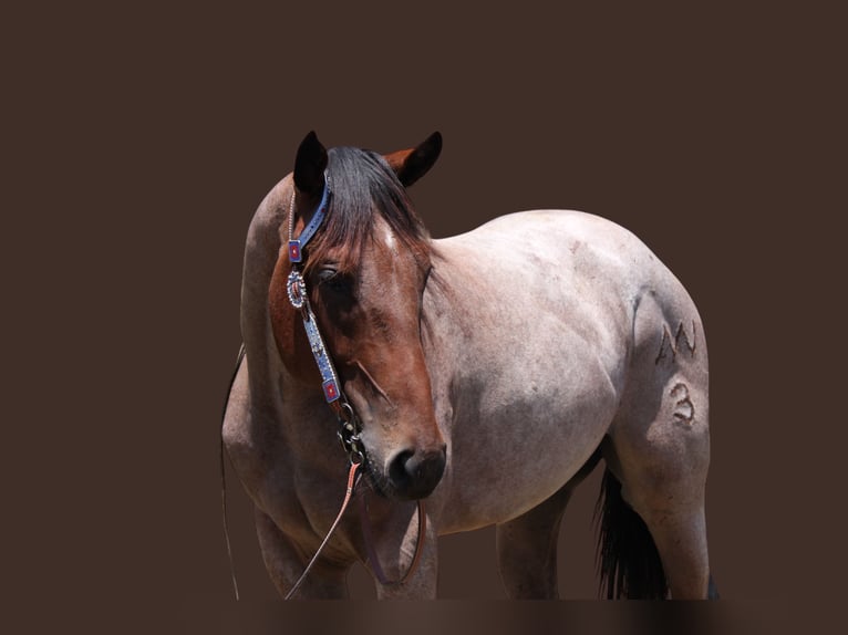 Draft Horse Gelding 3 years 15,2 hh Roan-Bay in Fort Collins