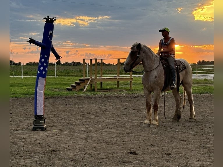 Draft Horse Gelding 3 years 16,3 hh Roan-Red in Auburn, KY