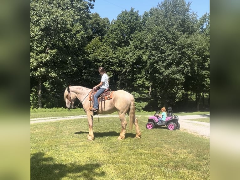 Draft Horse Gelding 3 years 16,3 hh Roan-Red in Auburn, KY