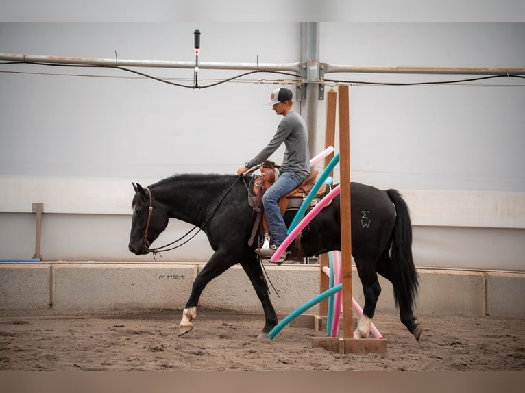 Draft Horse Mix Gelding 3 years 16 hh Black in Saint Anthony