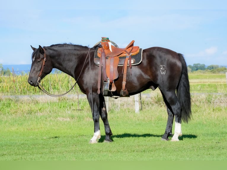 Draft Horse Mix Gelding 3 years 16 hh Black in Saint Anthony