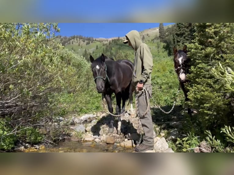 Draft Horse Mix Gelding 3 years 16 hh Black in Saint Anthony