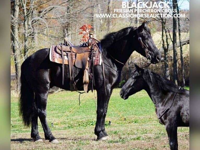 Draft Horse Gelding 3 years 16 hh Black in Coal City, IN