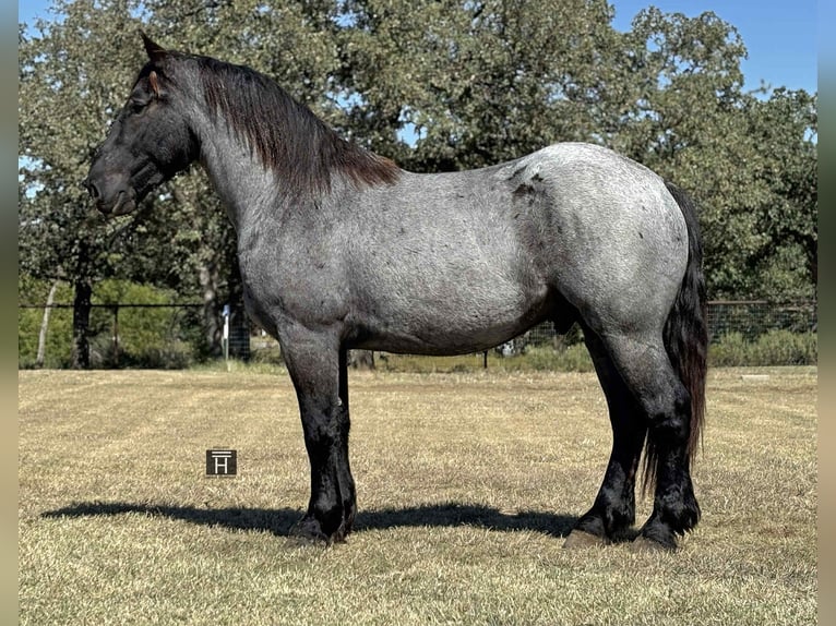 Draft Horse Gelding 3 years 16 hh Roan-Blue in Jacksboro TX