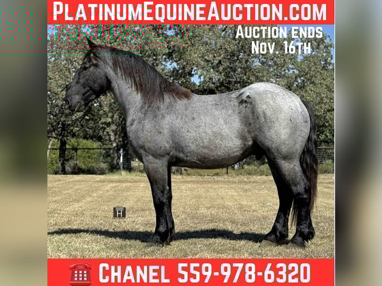 Draft Horse Gelding 3 years 16 hh Roan-Blue in Jacksboro TX