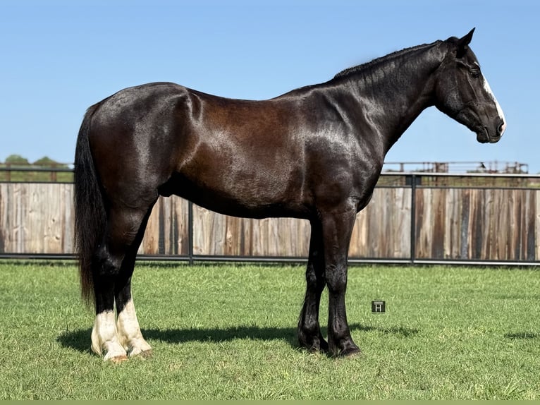 Draft Horse Mix Gelding 3 years 16,1 hh Black in Jacksboro