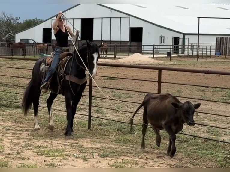 Draft Horse Mix Gelding 3 years 16,1 hh Black in Jacksboro
