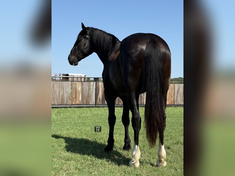 Draft Horse Mix Gelding 3 years 16,1 hh Black in Jacksboro