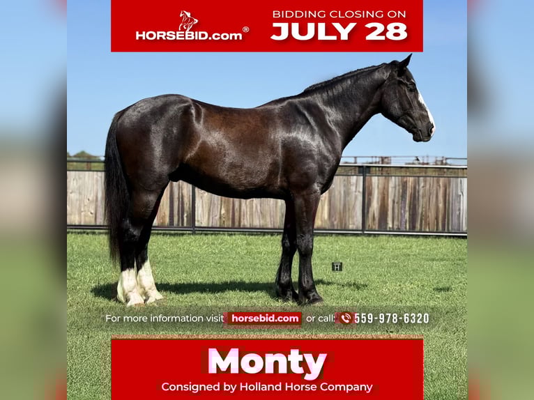 Draft Horse Mix Gelding 3 years 16,1 hh Black in Jacksboro