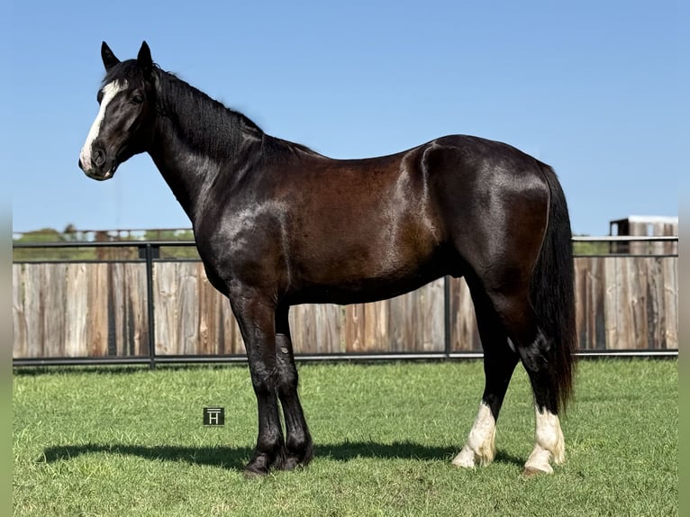 Draft Horse Mix Gelding 3 years 16,1 hh Black in Jacksboro