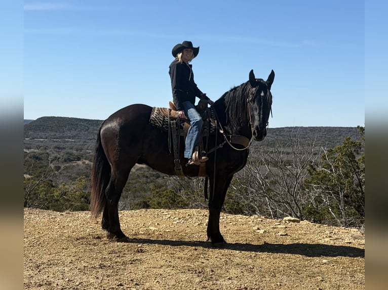 Draft Horse Gelding 3 years 17.2 hh Black in Weatherford