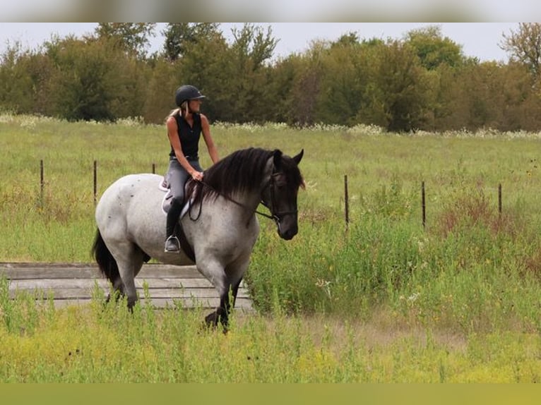 Draft Horse Mix Gelding 3 years 17 hh Roan-Blue in Weatherford