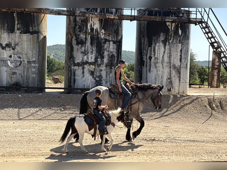 Draft Horse Mix Gelding 3 years 17 hh Roan-Blue in Weatherford