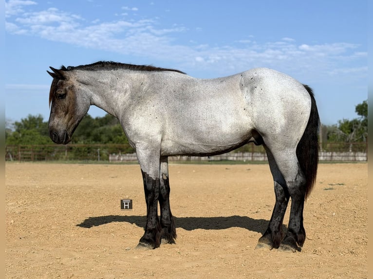 Draft Horse Mix Gelding 3 years 17 hh Roan-Blue in Weatherford