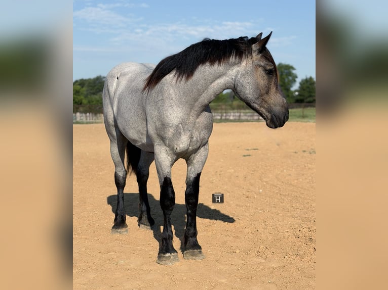 Draft Horse Mix Gelding 3 years 17 hh Roan-Blue in Weatherford
