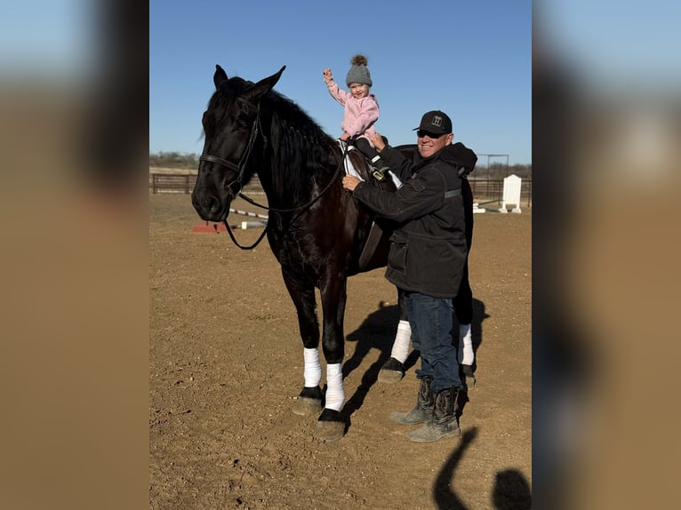 Draft Horse Gelding 3 years 17,1 hh Black in Jacksboro, TX