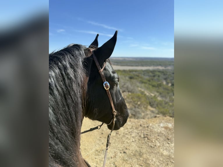 Draft Horse Gelding 3 years 17,2 hh Black in Weatherford