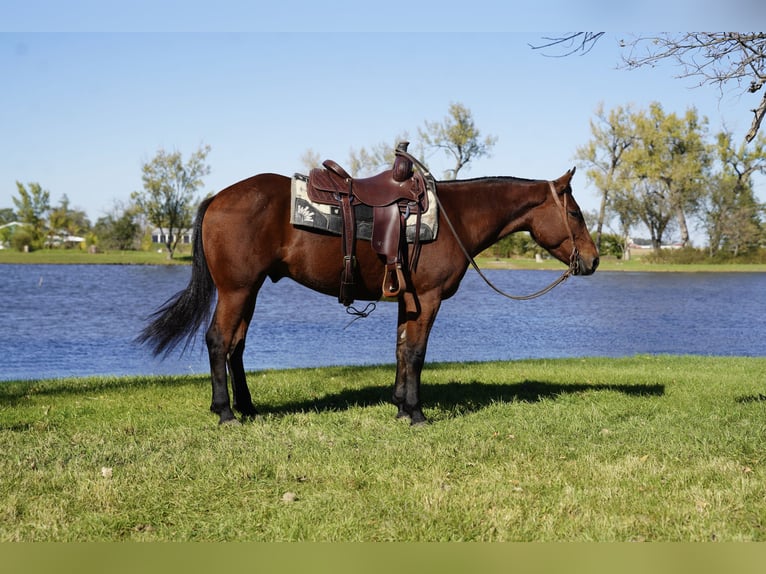 Draft Horse Mix Gelding 3 years Bay in Corsica