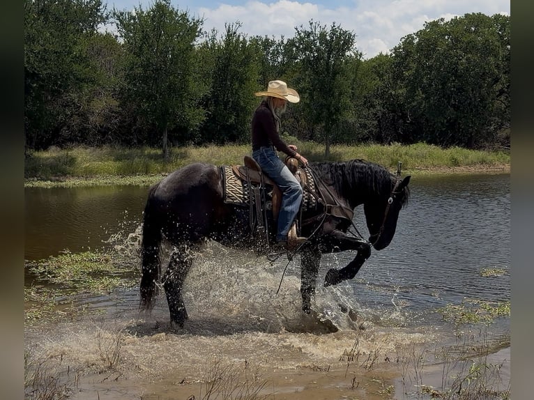 Draft Horse Mix Gelding 3 years Black in Weatherford