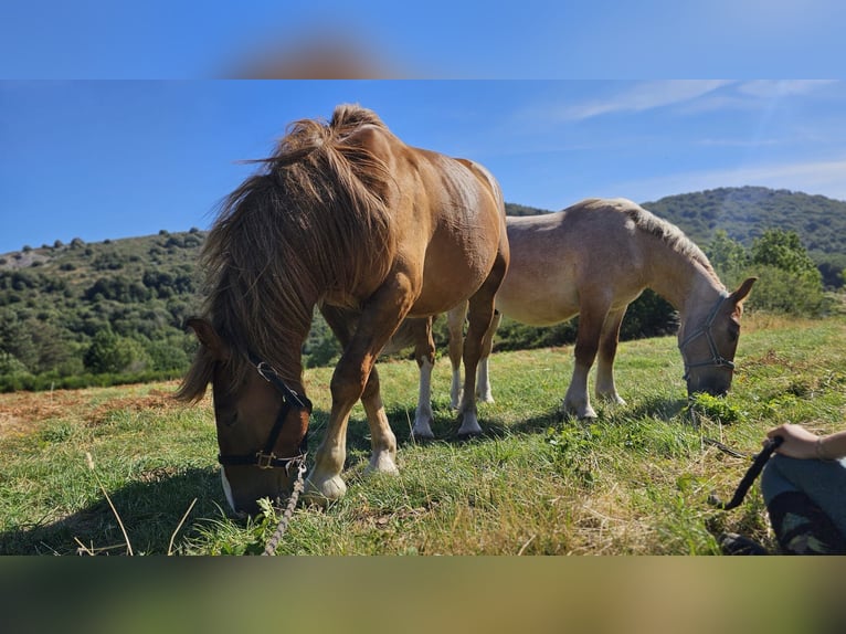 Draft Horse Gelding 3 years Chestnut in Rosis