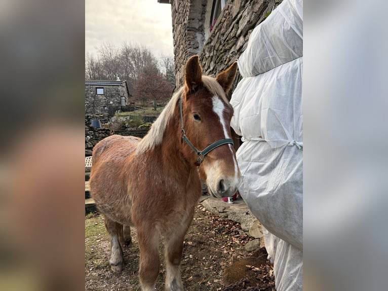 Draft Horse Gelding 3 years Grey-Red-Tan in Rosis